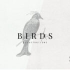 Birds Illustrations Presentation 01