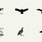 Birds Illustrations Presentation 011