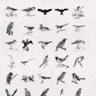 Birds Illustrations Presentation 05