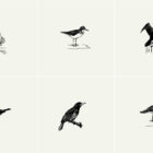 Birds Illustrations Presentation 09