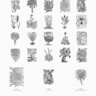 Botanical Illustrations Vol 01 Presentation 05