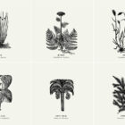 Botanical Illustrations Vol 01 Presentation 08