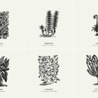Botanical Illustrations Vol 01 Presentation 09