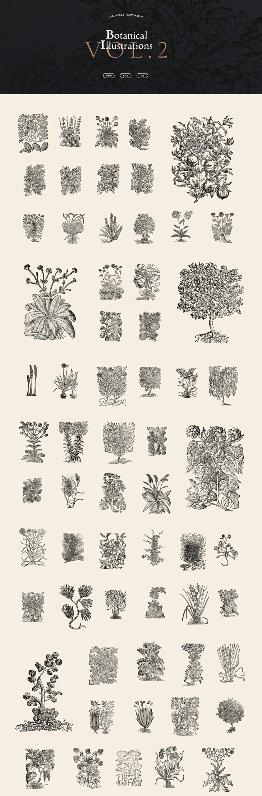Botanical Illustrations Vol 02 Presentation 02