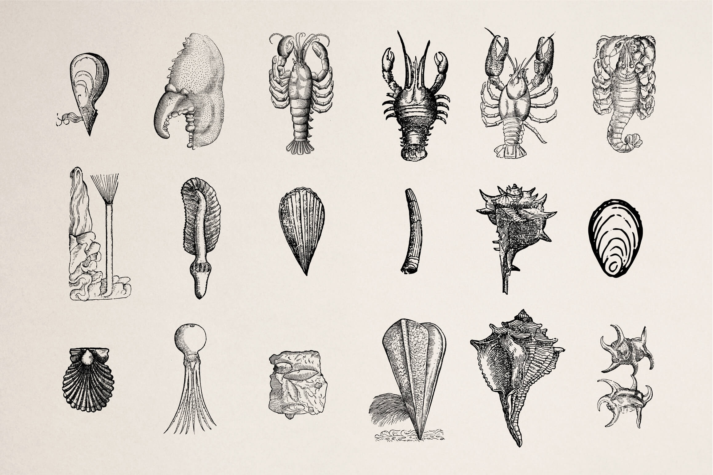 Creatures of the Reef Illustrations Presentation 02