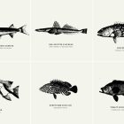 Fish Illustrations Presentation 010
