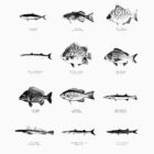 Fish Illustrations Presentation 05