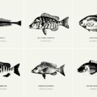 Fish Illustrations Presentation 06