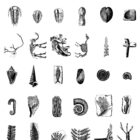 Fossils Illustrations Presentation 03