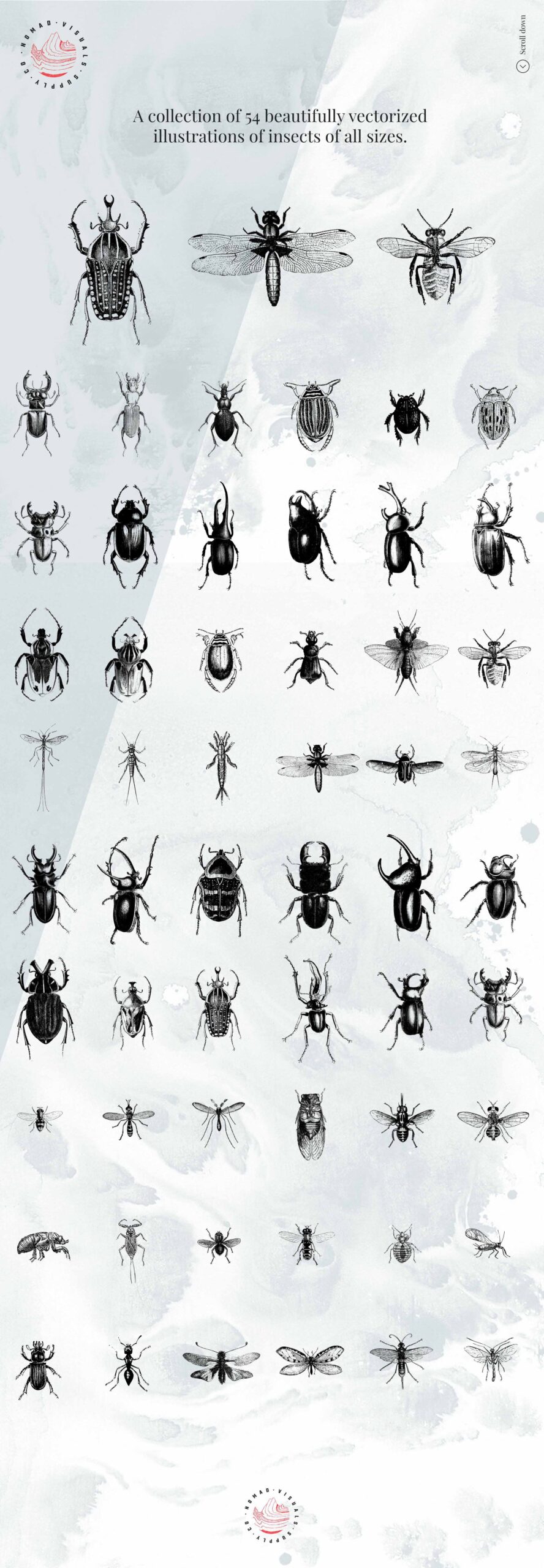 Insects Illustrations Presentation pres ()