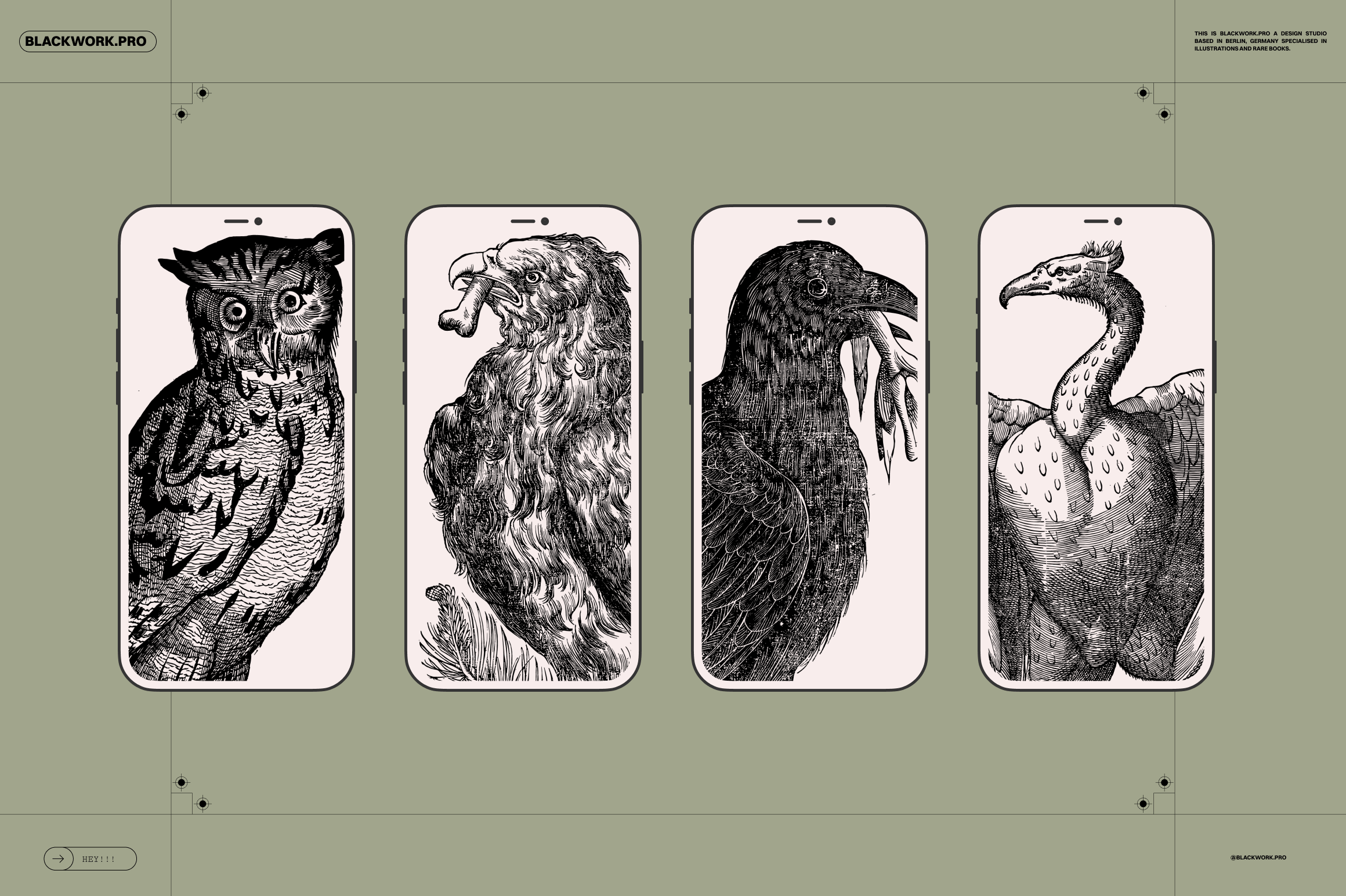birds of the world illustrations GallerySlide
